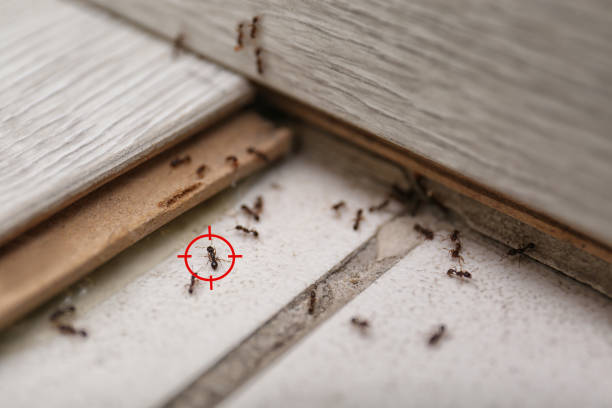 Best Termite Control Services  in Jeanerette, LA