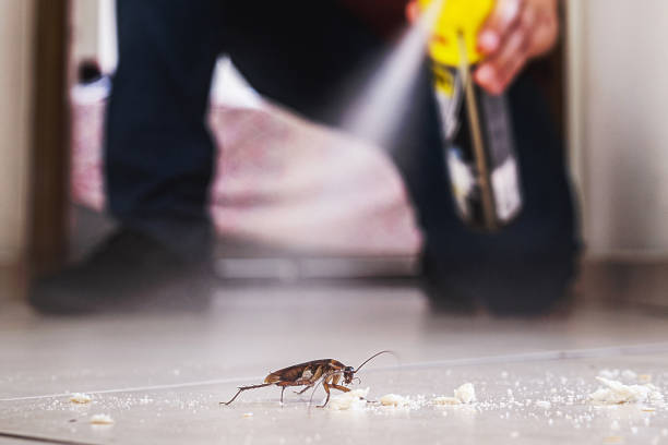 Best Local Pest Control Services  in Jeanerette, LA